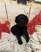 Rusty, a female Yorkipoo for sale in West Point, MS – 4 of 9