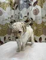 Tucker, a male Poodle - Miniature  for sale in West Point, MS – 5 of 7