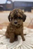Cleo, a female Miniature Aussiedoodle for sale in West Point, MS – 7 of 8