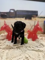 Jelly Bean , a female Yorkipoo for sale in West Point, MS – 9 of 10