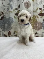 Tucker, a male Poodle - Miniature  for sale in West Point, MS – 7 of 7