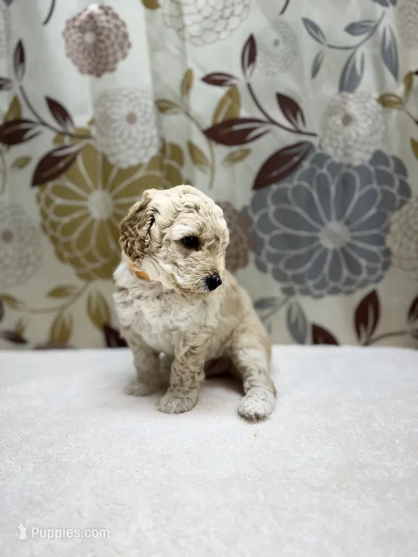Charlie – Poodle - Miniature  puppy for sale in West Point, MS