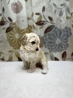 Charlie, a male Poodle - Miniature  for sale in West Point, MS – 1 of 6
