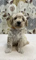 Charlie, a male Poodle - Miniature  for sale in West Point, MS – 2 of 6