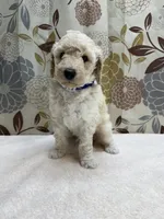 Tucker, a male Poodle - Miniature  for sale in West Point, MS – 1 of 7
