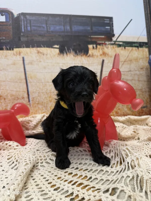 Sam – Yorkipoo puppy for sale in West Point, MS