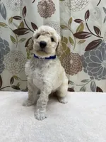 Tucker, a male Poodle - Miniature  for sale in West Point, MS – 2 of 7