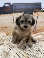 Hawk, a male Miniature Aussiedoodle for sale in West Point, MS – 4 of 8