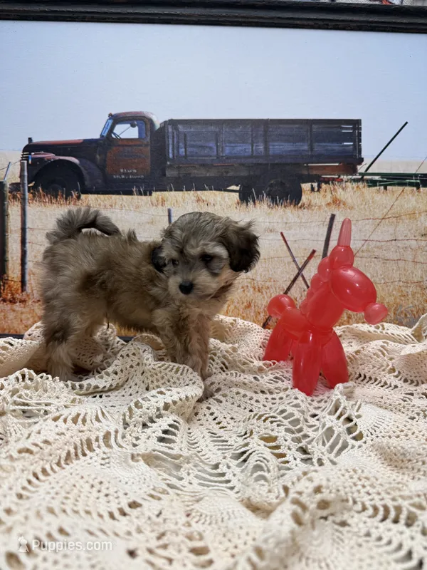 Hawk – Miniature Aussiedoodle puppy for sale in West Point, MS