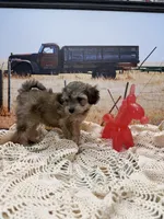 Hawk, a male Miniature Aussiedoodle for sale in West Point, MS – 1 of 8
