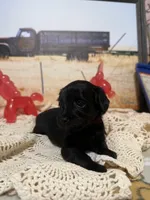 Rusty, a female Yorkipoo for sale in West Point, MS – 8 of 9
