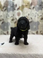 Rufus, a male Poodle - Miniature  for sale in West Point, MS – 2 of 8