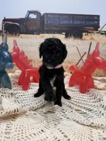 Jelly Bean , a female Yorkipoo for sale in West Point, MS – 8 of 10