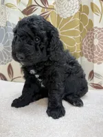 Rufus, a male Poodle - Miniature  for sale in West Point, MS – 4 of 8
