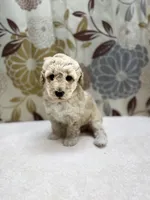 Charlie, a male Poodle - Miniature  for sale in West Point, MS – 6 of 6