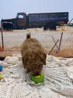 River, a male Miniature Aussiedoodle for sale in West Point, MS – 6 of 8
