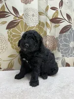 Rufus, a male Poodle - Miniature  for sale in West Point, MS – 3 of 8