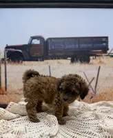 Cleo, a female Miniature Aussiedoodle for sale in West Point, MS – 6 of 8