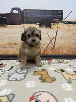 Hawk, a male Miniature Aussiedoodle for sale in West Point, MS – 5 of 8