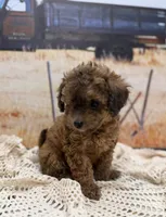 Cleo, a female Miniature Aussiedoodle for sale in West Point, MS – 5 of 8