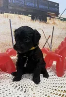 Sam, a male Yorkipoo for sale in West Point, MS – 4 of 8