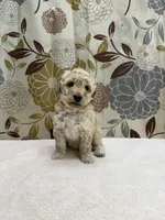 Charlie, a male Poodle - Miniature  for sale in West Point, MS – 4 of 6