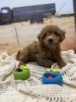 Rocky, a male Miniature Aussiedoodle for sale in West Point, MS – 3 of 7