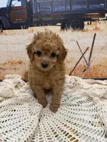 River, a male Miniature Aussiedoodle for sale in West Point, MS – 5 of 8