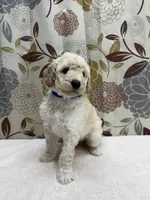 Tucker, a male Poodle - Miniature  for sale in West Point, MS – 6 of 7