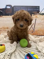 Rocky, a male Miniature Aussiedoodle for sale in West Point, MS – 4 of 7