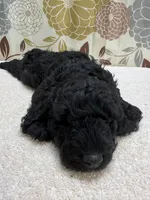 Rufus, a male Poodle - Miniature  for sale in West Point, MS – 8 of 8