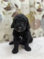 Rufus, a male Poodle - Miniature  for sale in West Point, MS – 5 of 8