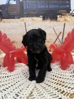 Sam, a male Yorkipoo for sale in West Point, MS – 6 of 8