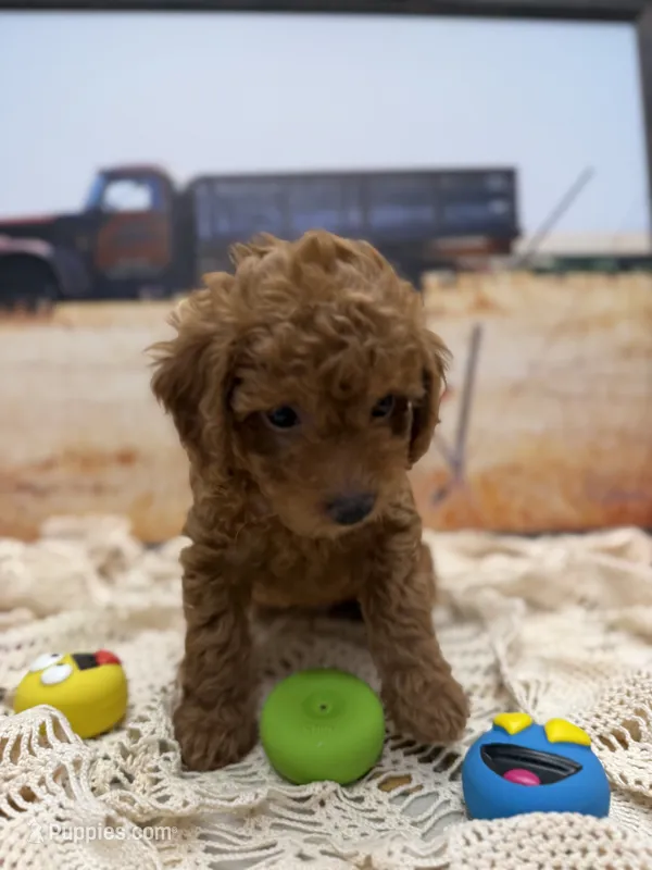 Rocky – Miniature Aussiedoodle puppy for sale in West Point, MS
