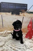 Jelly Bean , a female Yorkipoo for sale in West Point, MS – 5 of 10