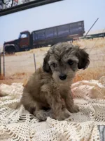 Hawk, a male Miniature Aussiedoodle for sale in West Point, MS – 2 of 8