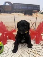 Sam, a male Yorkipoo for sale in West Point, MS – 7 of 8