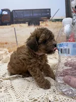 Cleo, a female Miniature Aussiedoodle for sale in West Point, MS – 8 of 8