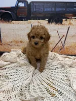 River, a male Miniature Aussiedoodle for sale in West Point, MS – 2 of 8