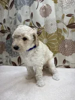 Tucker, a male Poodle - Miniature  for sale in West Point, MS – 3 of 7