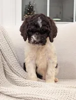 Freddie, a male Labradoodle for sale in Abbeville, SC – Photo 1 of 4