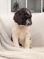 Freddie, a male Labradoodle for sale in Abbeville, SC – Photo 3 of 4