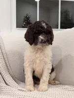 Freddie, a male Labradoodle for sale in Abbeville, SC – Photo 4 of 4