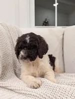 Freddie, a male Labradoodle for sale in Abbeville, SC – Photo 2 of 4