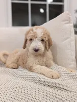 Jackson, a male Labradoodle for sale in Abbeville, SC – Photo 7 of 7