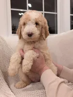 Jackson, a male Labradoodle for sale in Abbeville, SC – Photo 6 of 7