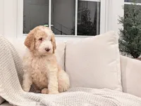 Jackson, a male Labradoodle for sale in Abbeville, SC – Photo 4 of 7