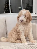 Jackson, a male Labradoodle for sale in Abbeville, SC – Photo 1 of 7