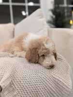 Jackson, a male Labradoodle for sale in Abbeville, SC – Photo 5 of 7