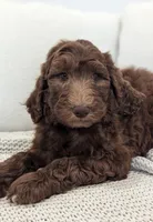 Ace, a male Labradoodle for sale in Abbeville, SC – Photo 2 of 3